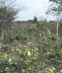 Image result for Dichapetalum deflexum