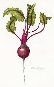 Epingle Par Camino Esteban Sur Endangered Dessins Botaniques Dessin Legumes Art Et Illustration