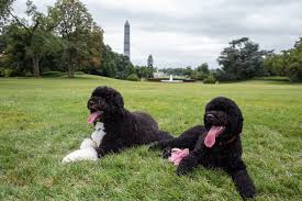 Barack obama's 2013 christmas holiday card contains two dogs but no mention of christ or christmas. Did Sunny Obama Begin Life As Pink A Well Bred Puppy From A Republican Home