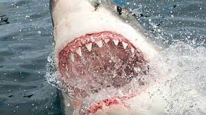 Personalice el tiburón con el nombre de su hijo. Las Verdaderas Razones Por Las Que Los Tiburones Atacan A Los Humanos Bbc News Mundo