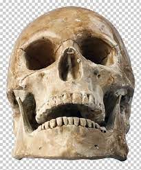 Skull Human Skeleton Skull Aged Skull Png Clipart Free Cliparts Uihere Skull Human Skeleton Free Clip Art