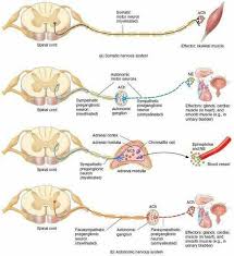 19 4 23 Motor Neuron Autonomic Nervous System Anatomy And Physiology