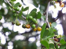 Image result for Ehretia rigida