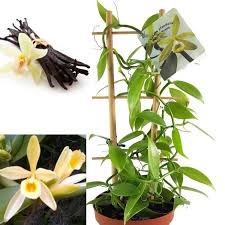 Our technolgy is very unique giving you the exquiste orchid prserved in its natural form. Mothers Day Vanilla Orchid Plant Vanilla Planifolia Madagascar Vanilla Bean In White Pot Grow Your Own Vanilla Garden Plants