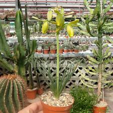 Check spelling or type a new query. Albuca Spiralis Cv Frizzle Sizzle Uhlig Kakteen More Than 5 000 Different Species