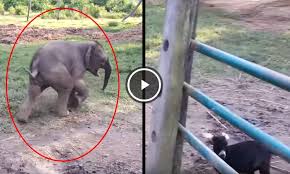 Bebe Elefante Ve Una Cabra Y Corre Por Su Vida Video De Risa