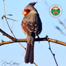 Birds Of Southern Arizona Another Perk Of Spending Winter In Southernarizona Being Able To Spot These Exotic Beauties Including This Majestic In 2020 Nogales Santa Cruz County Bird Migration