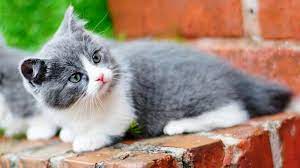Kucing munchkin dikenal secara luas karena perawakannya yang unik dan berkaki pendek, tetapi sifatnya yang ceria dan mudah beradaptasi telah menarik hati para. Kucing Munchkin Kucing Kaki Pendek Otw