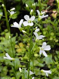Image result for Cardamine