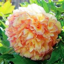 Pin On Peonies