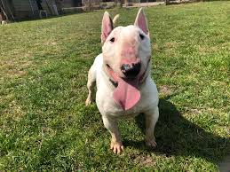 We did not find results for: Neo 2 3 Year Old Male Miniature English Bull Terrier Available For Adoption