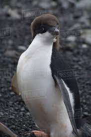 Antarctica. Brown Bluff. Adelie penguins (Pygoscelis adeliae) - Stock Photo  - Dissolve