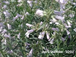 Image result for Scrophulariaceae