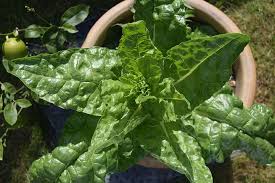 The larger the container, the larger your swiss chard can grow. How To Grow Swiss Chard In Containers Gardener S Path