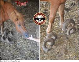 What The Muck Is That Overgrown Hooves Horse Nation