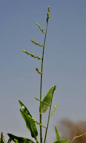 Image result for Tetrapogon tenellus