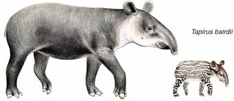 A tapir is a herbivorous animal that is distinguished by the presence of a short, prehensile nose trunk. Baird S Tapir Tapir Specialist Group