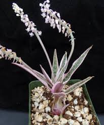 Image result for Ledebouria cordifolia