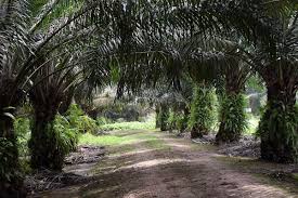 Sime darby plantation berhad was incorporated in 2004 and is based in petaling jaya, malaysia. Field Trip To Malaysian Palm Oil Plantations Tech Mantra Online