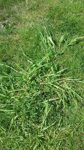 When mowing the grass it is good to remember that you never want to cut down more than one third of the height during a single session. What Should I Do About Coarse Thick Grass Growing In My Lawn Gardening Landscaping Stack Exchange