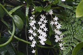 Image result for Aerangis ugandensis