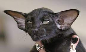 Black Oriental Shorthair Cat Oriental Shorthair Kittens Oriental Shorthair Cats Beautiful Cats