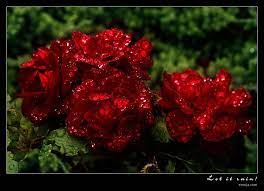 صور ازهار حمراء ورد جوري احمر وابيض للخلفيات اجمل صور الجوري الحمراء Rose Raspberry Fruit