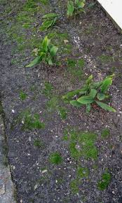 For the rest of us, moss can be a great alternative to that high maintenance grass. Killing Moss How To Kill Moss On Your Lawn And Garden