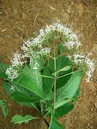 Image result for Pavetta sp. F