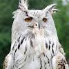 Happily, local governments have begun to increase their protection of these owls, and some reintroduction programs have taken place. Https Encrypted Tbn0 Gstatic Com Images Q Tbn And9gcs2rpezdt Yxnlw41fpkk2 O85fvdw24mvayaxrbx0ln1f2p8jd Usqp Cau