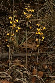 Image result for Eulophia tuberculata