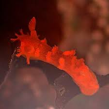 Image result for Brownleea maculata