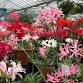 25th Anniversary Nerine Festival 2025 event image