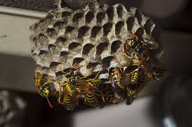How to get rid of wasp nest in roof. How And When To Control Paper Wasps