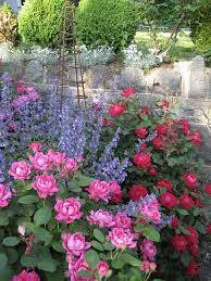 Knockout Roses And Catmint Good Combo Its A Green Life Knockout Roses Dream Garden Flower Garden