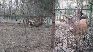 hayvanat bahcesindeki geyigi calip yediler son dakika haberleri