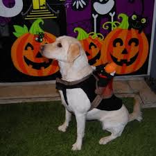 Our convenient location in eagan, mn specializes in dog daycare, dog boarding, grooming, and obedience training. Four Paws Pet Resort 13 Photos 19 Reviews Pet Sitting 4020 Old Sibley Memorial Hwy Eagan Mn Phone Number