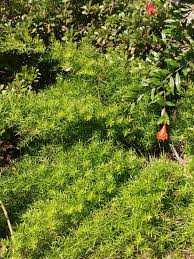 Image result for A. densiflorus Sprengeri