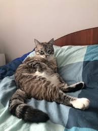 goshan imya dlya kota v 2021 g kot imena dlya malchikov koshki