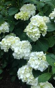 Image result for Mostuea microphylla