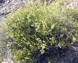 Image result for Thamnosma rhodesica