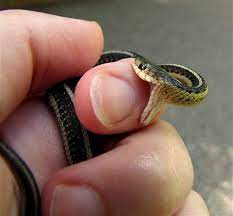 Pin By Carol Hollow On Cuteness Baby Snakes Funny Animals Snake