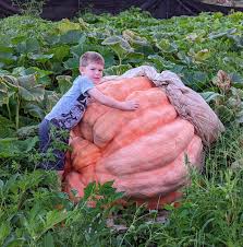 Image result for giant pumpkin
