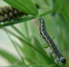 Caterpillar Id Black