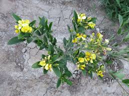 Image result for Cajanus cajan