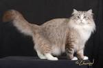 SIBERIAN VIRGINIA - Siberian Cats
