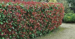 Sichtschutz Die 12 Besten Heckenpflanzen Mit Bildern Garten Hecken Garten Pflanzen Heckenpflanzen