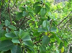 Image result for Gouania tiliifolia