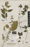 Image result for Hypoestes forskaolii