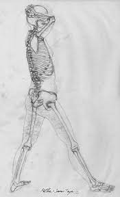 89 язык begins with the structural characteristics of bones and muscle mass. Human Anatomy Drawing Studies By Matthew James Taylor